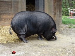 Ostersonntagspaziergang durch den Böhmischen Prater